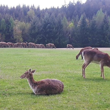 Am Quellenhaeuschen Lägenhet Naila Exteriör bild
